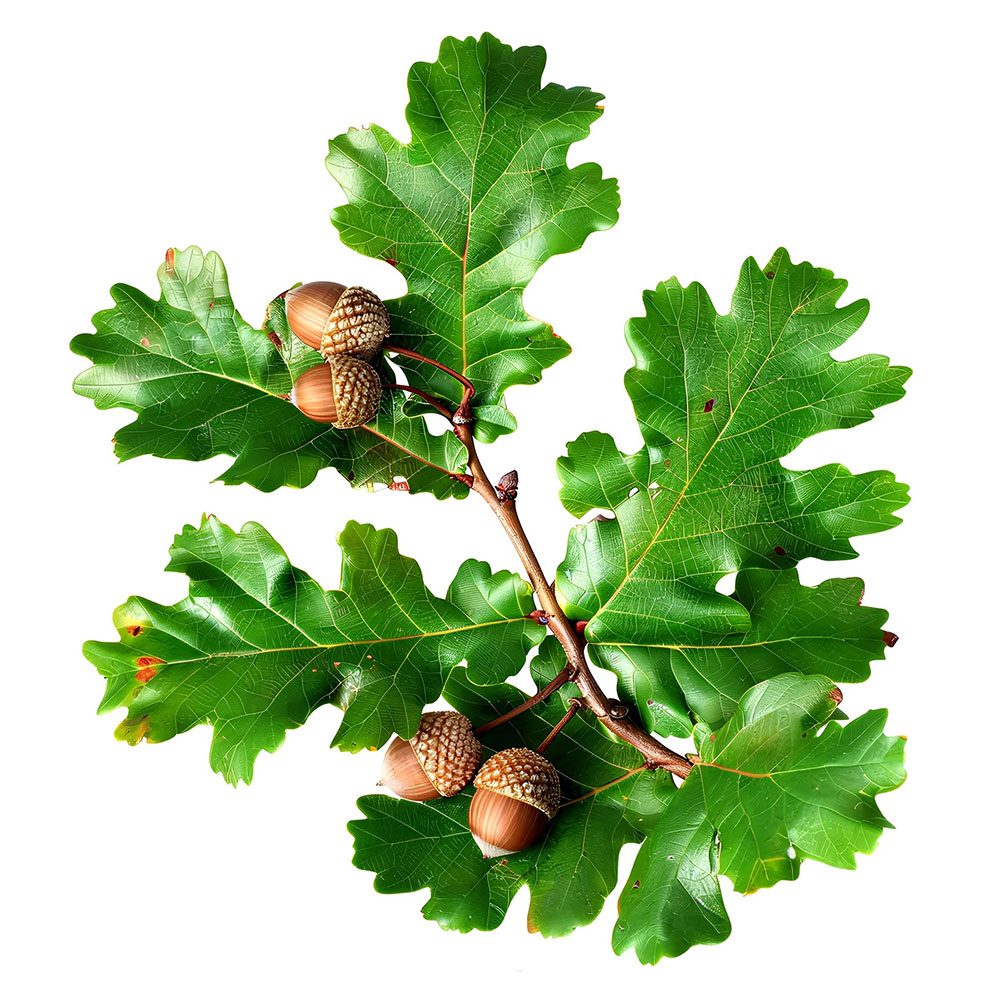 Eichenholz - meinbrett.net | Fenster und Türen Obermaier GmbH aus Hörbach