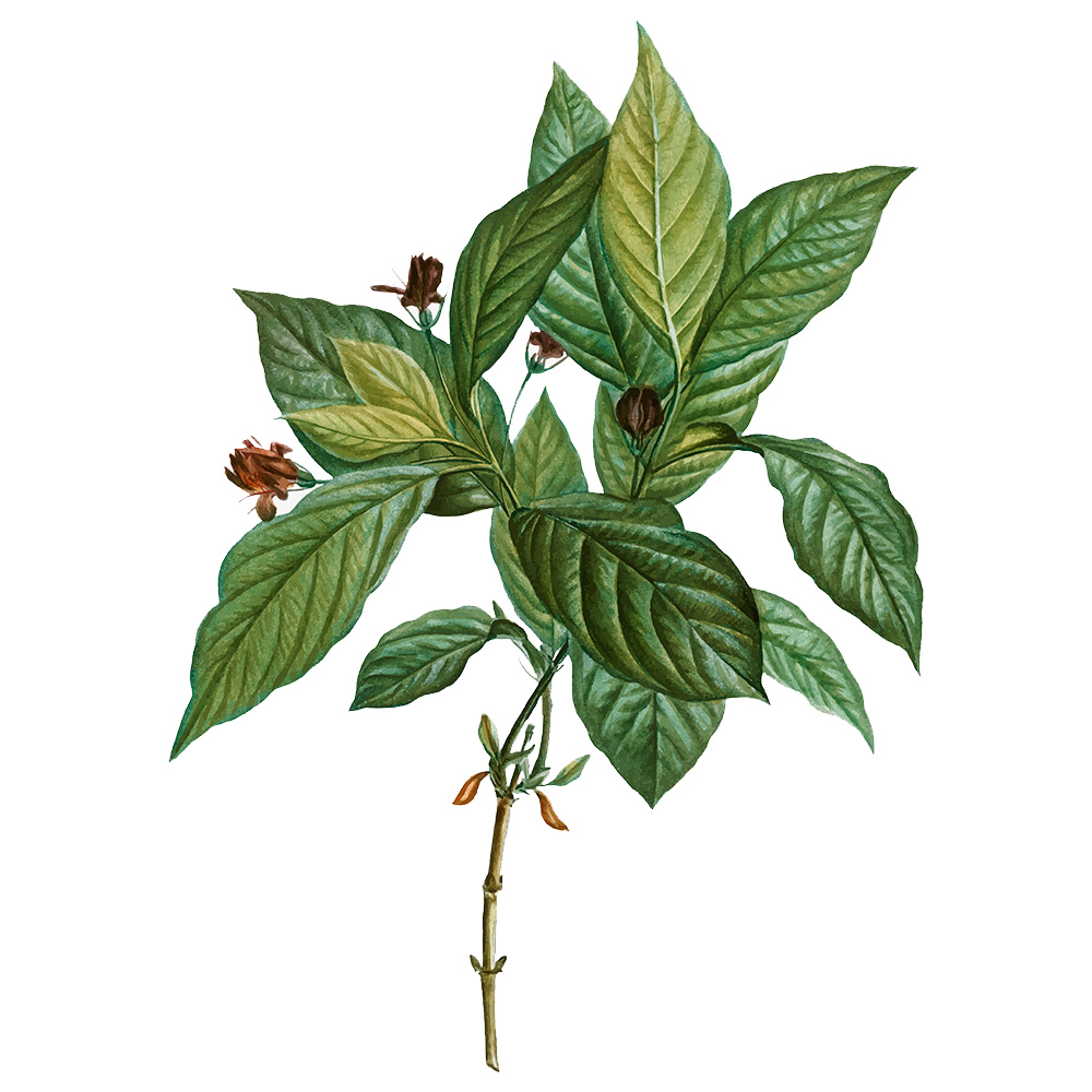 Eschenholz - meinbrett.net | Fenster und Türen Obermaier GmbH aus Hörbach