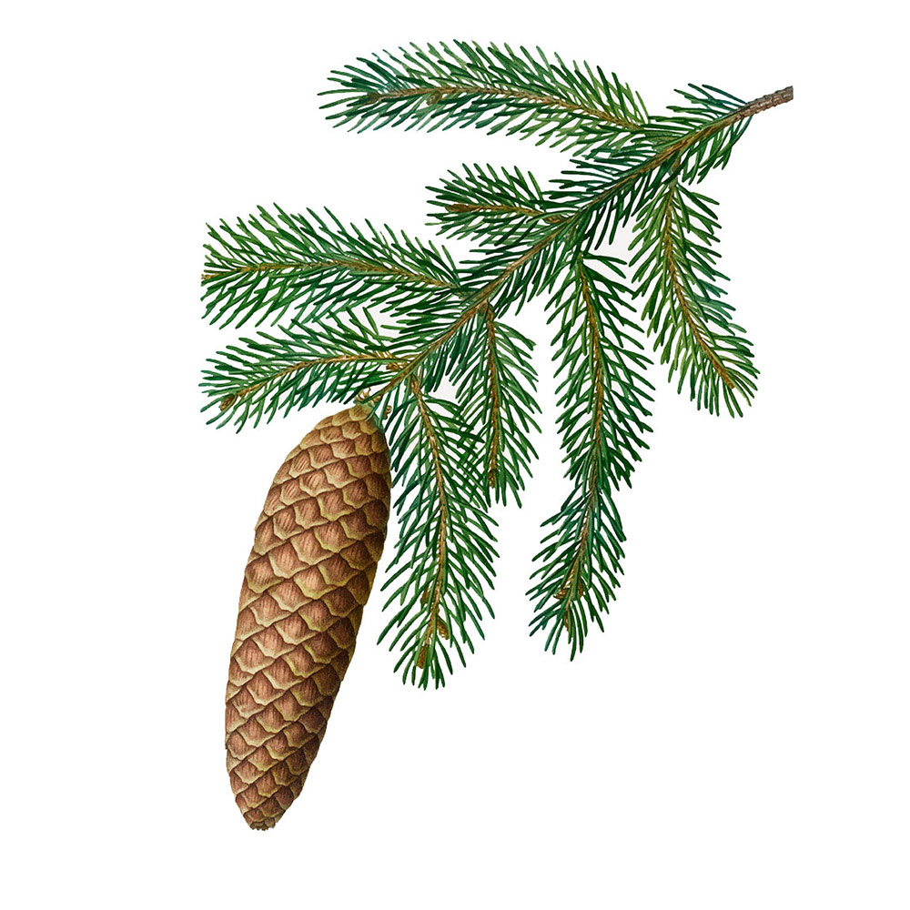 Fichtenholz - meinbrett.net | Fenster und Türen Obermaier GmbH aus Hörbach